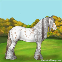 Horse Color:Amber Champagne Appaloosa and Amber Cream Champagne Appaloosa