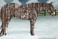 Horse Color:Gold Champagne Leopard and Liver Chestnut