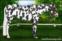 Horse Color:Liver Chestnut Mushroom Appaloosa