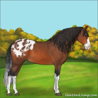 Horse Color:Bay Sabino Splash Appaloosa 