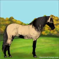 Horse Color:Void Buckskin Dun Sabino 