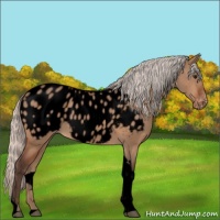 Horse Color:Void Silver Bay Dun Tobiano Appaloosa 