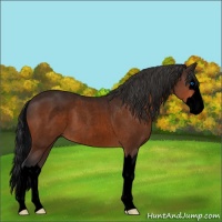 Horse Color:Void Brown Roan Sabino Splash 