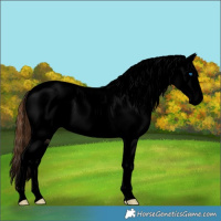 Horse Color:Void Bay Dun Splash Tobiano Varnish