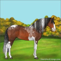Horse Color:Bay Splash Tobiano