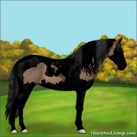 Horse Color:Void Brown Dun Sabino Splash Tobiano 