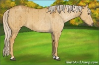 Horse Color:Palomino Dun Brindle 