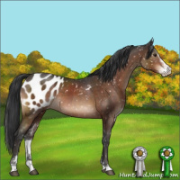 Horse Color:Brown Mushroom Sabino Appaloosa 