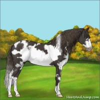 Horse Color:White Spotted Smoky Black Frame Appaloosa 