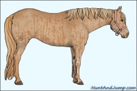 Horse Color:Chestnut  and Chestnut 