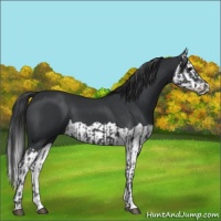 Horse Color:Black and Black Splash