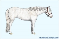 Horse Color:Smoky Creme Sabino  and Smoky Creme Sabino 