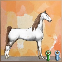 Horse Color:Liver Red Dun Appaloosa 