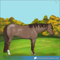 Horse Color:Liver Red Dun 
