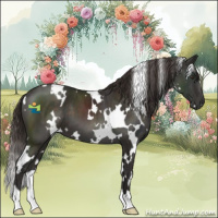 Horse Color:White Spotted Liver Chestnut 