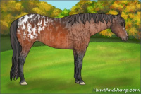 Horse Color:Bay Appaloosa  and Bay Appaloosa 
