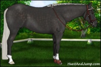 Horse Color:Liver Chestnut Mushroom