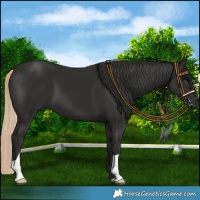 Horse Color:Liver Chestnut 