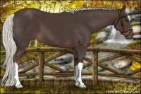 Horse Color:Liver Chestnut Mushroom 