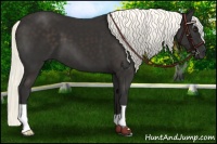 Horse Color:Liver Chestnut Mushroom 