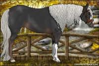 Horse Color:Liver Chestnut Mushroom 