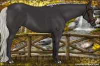Horse Color:Liver Chestnut Mushroom 