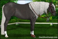 Horse Color:Liver Chestnut Mushroom 