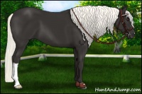 Horse Color:Liver Chestnut Mushroom 