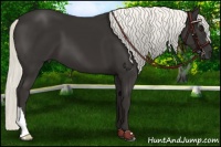 Horse Color:Liver Chestnut Mushroom 