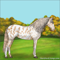 Horse Color:Palomino Appaloosa Rabicano  and Gold Champagne Appaloosa 