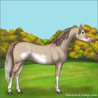 Horse Color:Red Dun Splash Frame