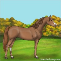 Horse Color:Chestnut Splash Frame 