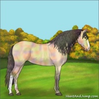 Horse Color:Nacre Buckskin Dun 