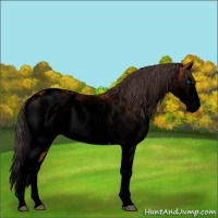Horse Color:Void White Spotted Bay Splash Appaloosa 