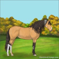 Horse Color:Buckskin 