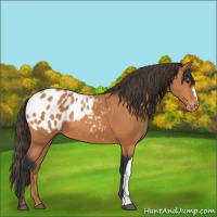Horse Color:Bay Appaloosa 