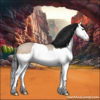 Horse Color:Bay Dun Splash 