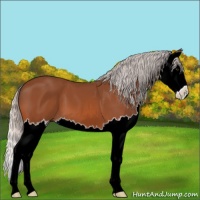 Horse Color:Silver Bay Splash 