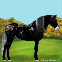 Horse Color:White Spotted Bay Splash