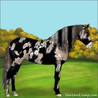 Horse Color:Amber Champagne Splash Tobiano Appaloosa 