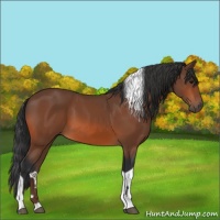 Horse Color:Bay Tobiano 