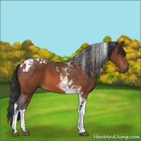 Horse Color:Bay Tobiano 