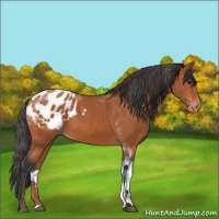 Horse Color:Bay Tobiano Blanket 