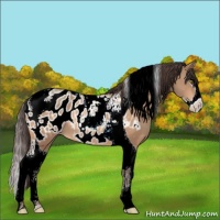 Horse Color:Amber Champagne Splash Tobiano Appaloosa 
