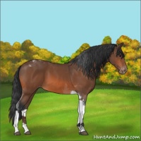Horse Color:Bay Tobiano Appaloosa 