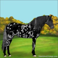 Horse Color:White Spotted Black Appaloosa 