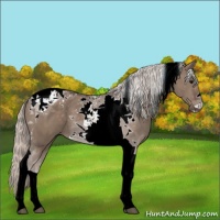 Horse Color:Silver Grullo Tobiano