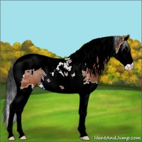 Horse Color:Bay Splash Tobiano