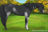 Horse Color:White Spotted Black