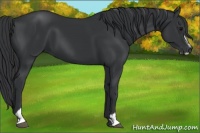 Horse Color:Black Sabino